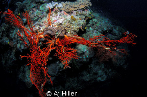 Fiery red fern coral pops like a giant hand from the seab... by Aj Hiller 